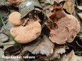 Hapalopilus rutilans-amf1573